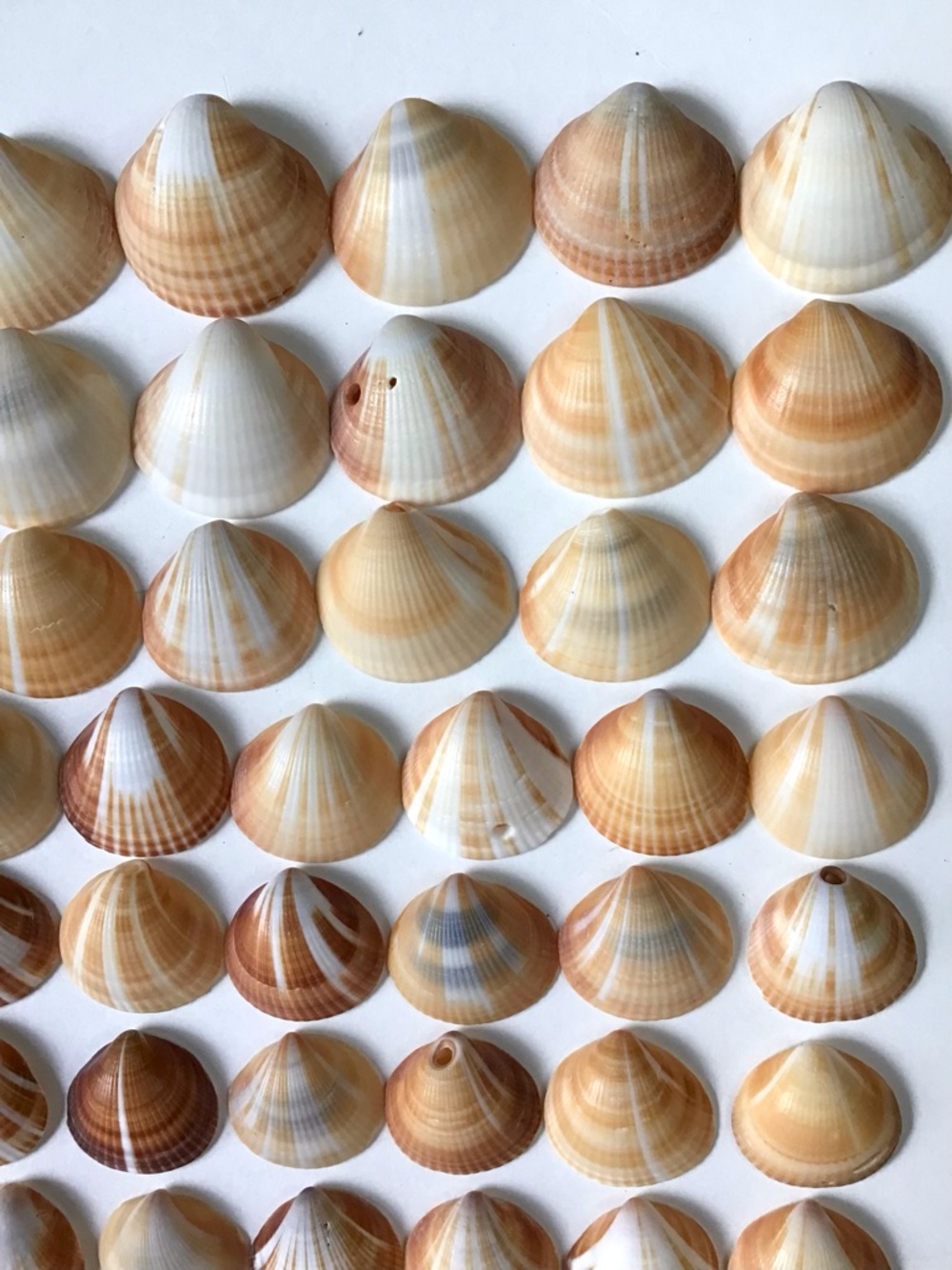 Seashells 100 Spectral Bittersweet Clam Shells 7/8” to 1-3/8” Beach Crafts Decor - Picture 4 of 7